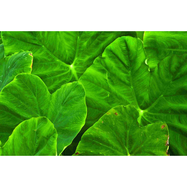 Ebern Designs Green Leaves On Canvas Print | Wayfair
